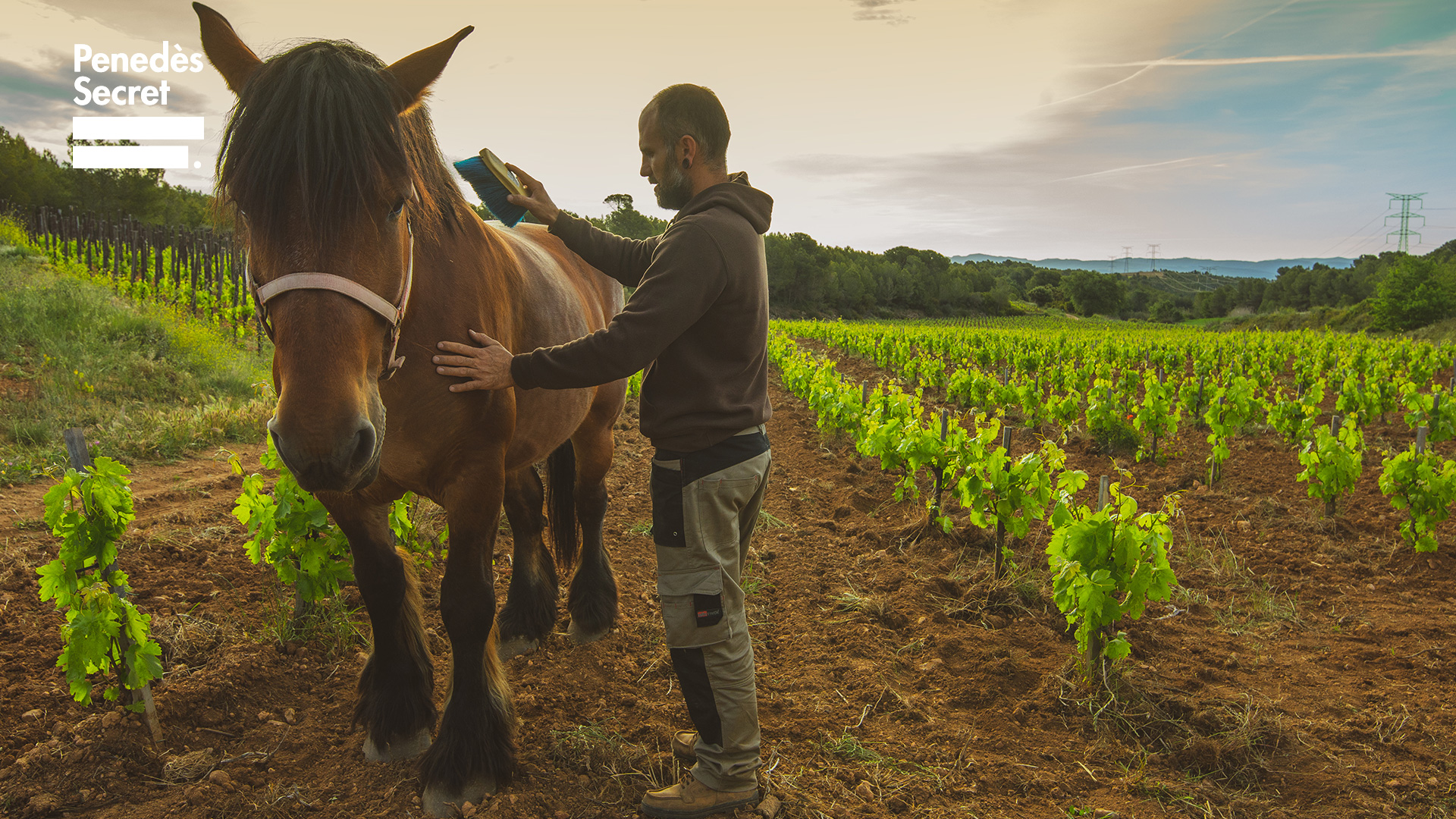 El Secret del Bernat. Treballo la terra amb cavalls