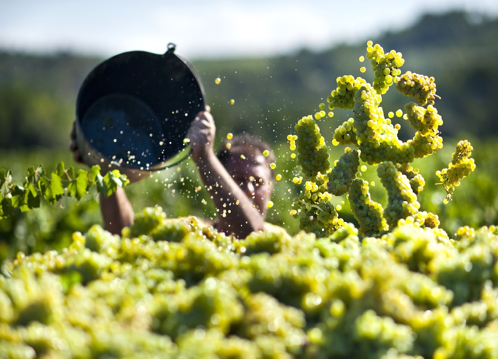 Denominació d\'Origen Penedès
