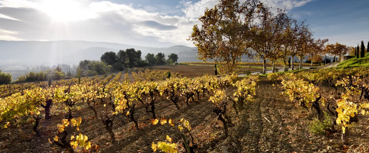 Penedès Tardor