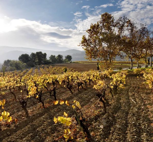 Penedès Tardor