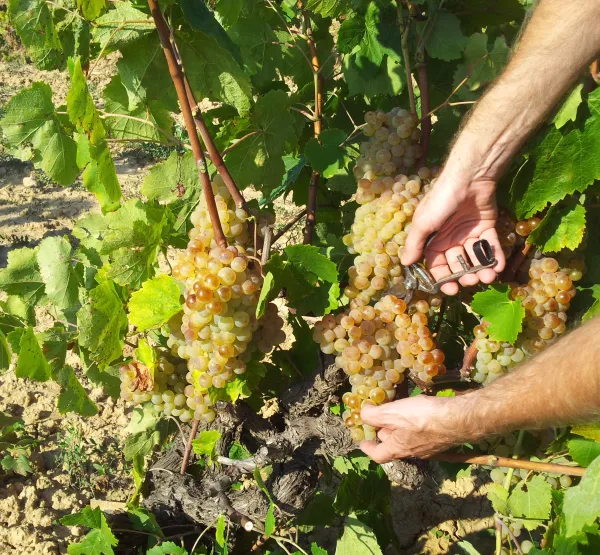 Origen Penedès-Garraf