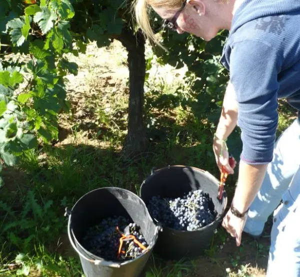 Viu la Verema tradicional al Penedès.