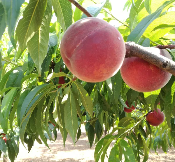 Origen Penedès-Garraf