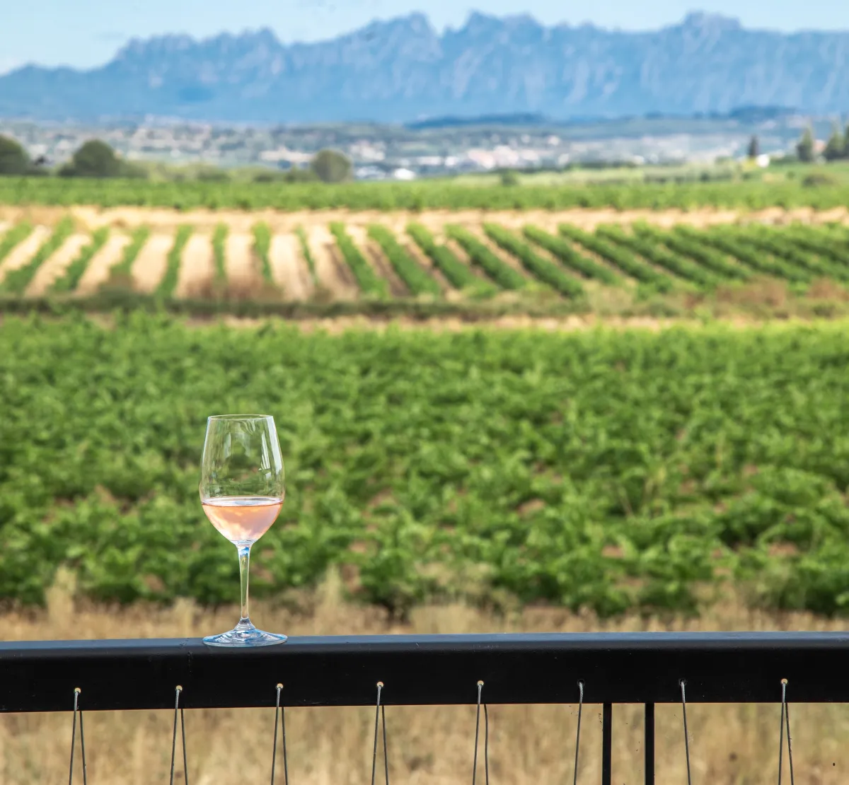 Vinyes de la DO Penedès