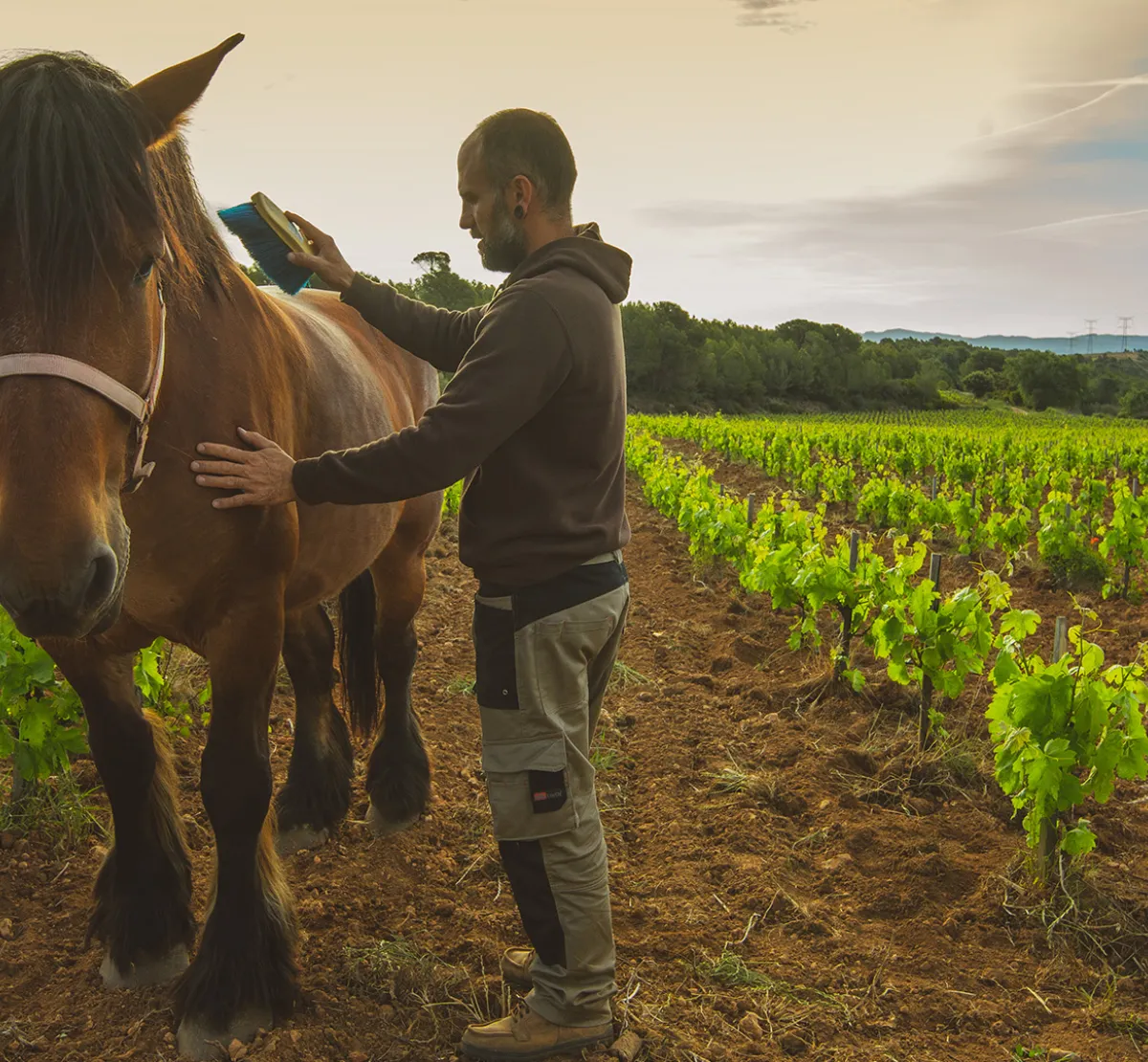 El Secret del Bernat. Treballo la terra amb cavalls