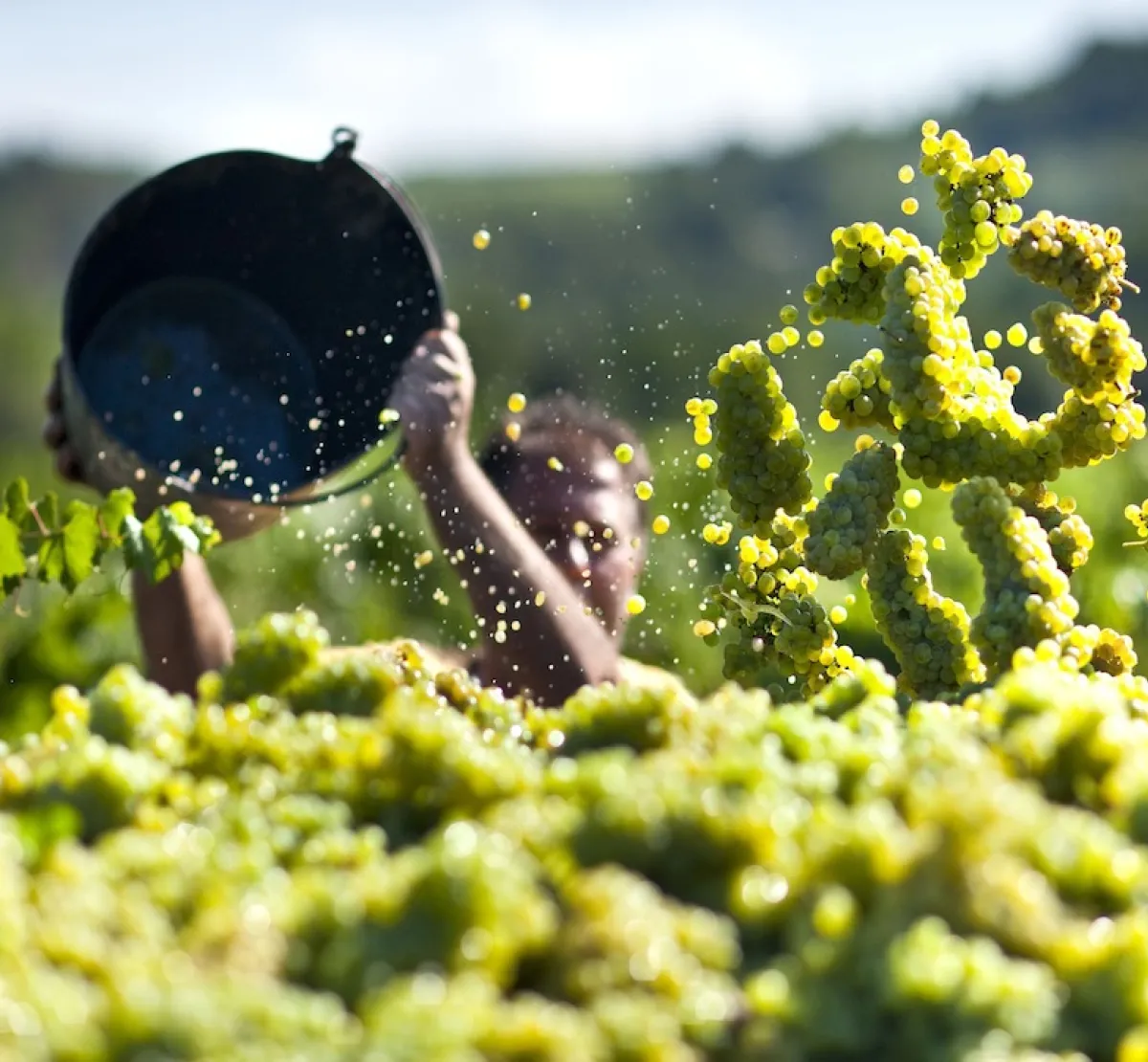 Denominació d\'Origen Penedès