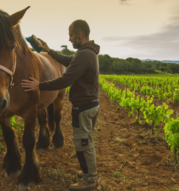 El Secret del Bernat. Treballo la terra amb cavalls