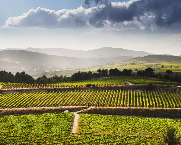 Vinyes del Penedès
