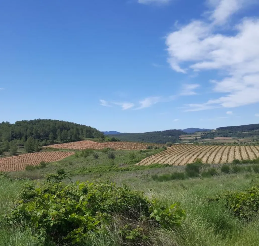 Vinyes a la zona de l'Avellà