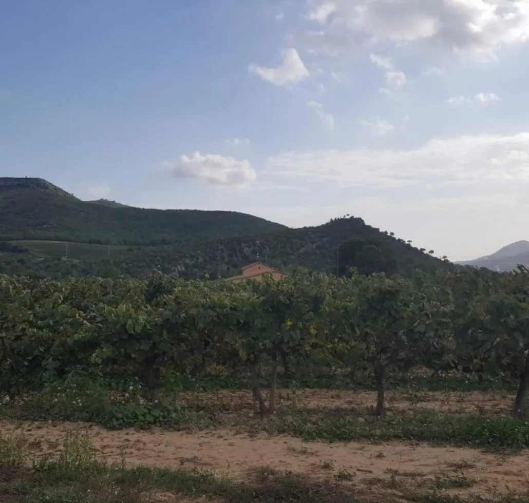 Paisatge i vinyes a Olèrdola