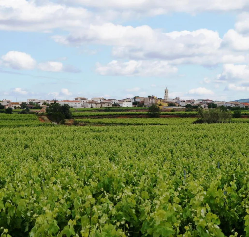 Sant Cugat entre vinyes