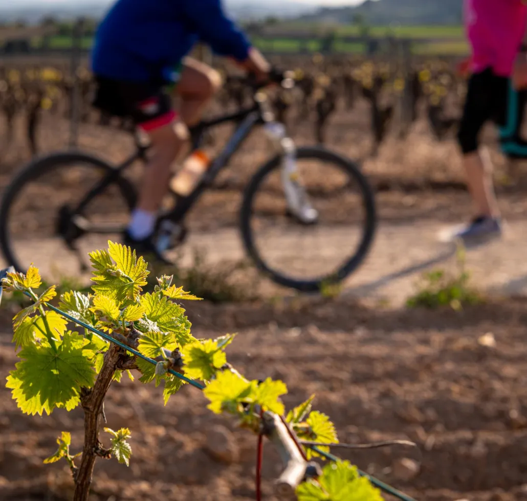 Rutes i camins